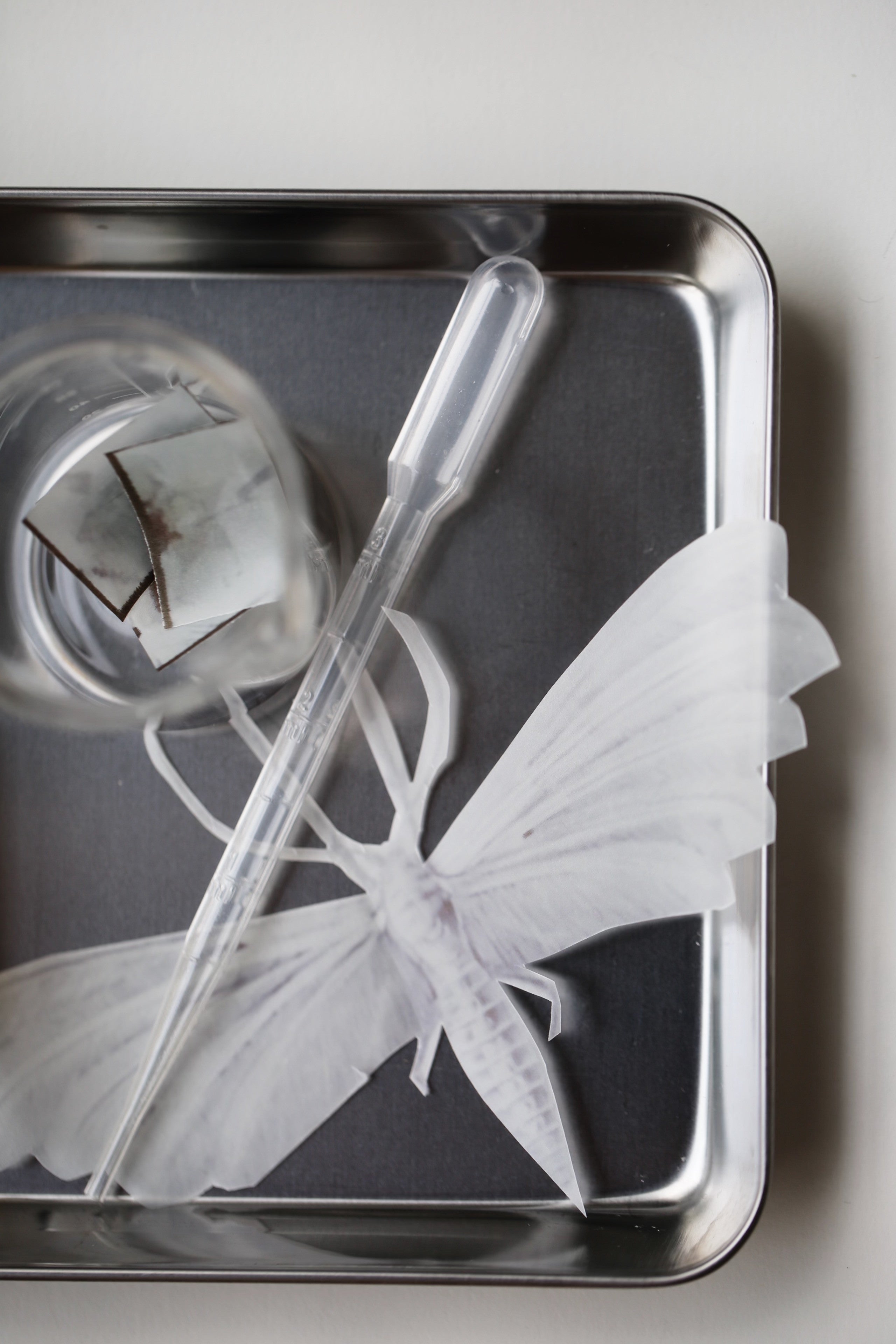 Mothlight eau de parfum
